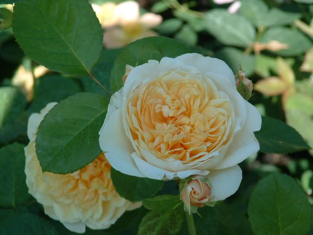 Jayne Austin photo 049_zps36f47bf6.jpg